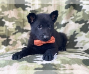 German Shepherd Dog Puppy for sale in LAKELAND, FL, USA