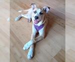 Small #1 American Staffordshire Terrier-Siberian Husky Mix