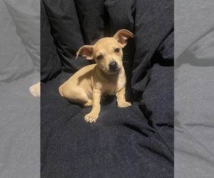Chihuahua Puppy for sale in DUDLEY, MA, USA