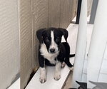 Small #9 Mutt