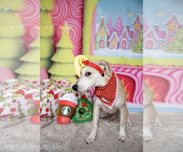 Medium Photo #20 Mutt Puppy For Sale in Plymouth, MN, USA