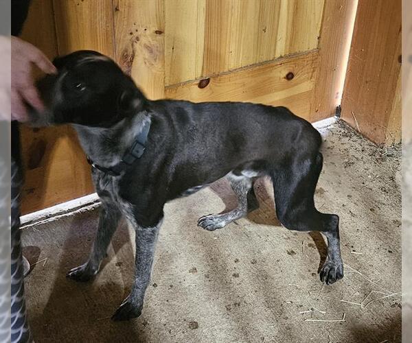 Medium Photo #1 Mutt Puppy For Sale in San Antonio, TX, USA