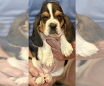 Puppy Valentine Basset Hound