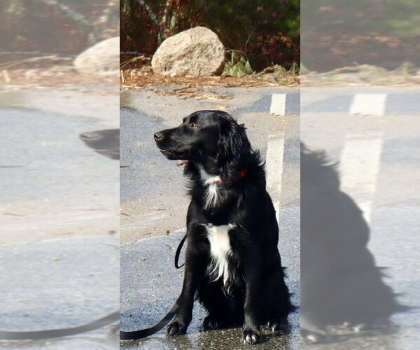 Medium Photo #19 Mutt Puppy For Sale in Oak Bluffs, MA, USA