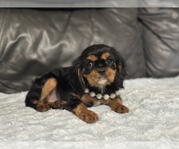 Medium Photo #1 Cavalier King Charles Spaniel Puppy For Sale in CAMPBELLSVILLE, KY, USA