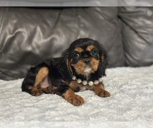 Cavalier King Charles Spaniel Puppy for sale in CAMPBELLSVILLE, KY, USA