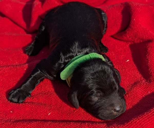 Medium Photo #13 Boykin Spaniel-Goldendoodle Mix Puppy For Sale in MORGANTON, NC, USA