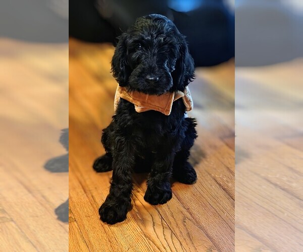 Medium Photo #1 Labradoodle Puppy For Sale in SUMMERVILLE, SC, USA