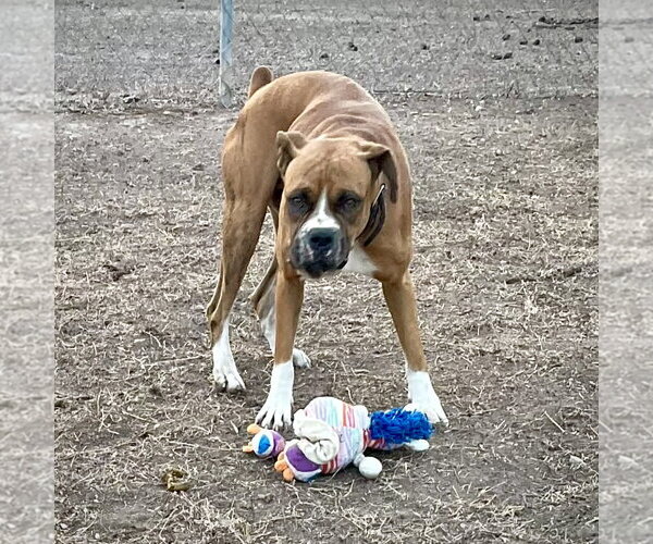 Medium Photo #3 Boxer Puppy For Sale in Dumont, NJ, USA