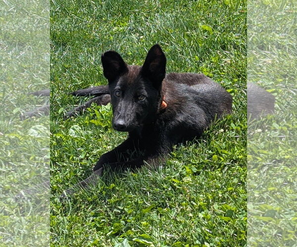 Medium Photo #3 German Shepherd Dog Puppy For Sale in Centreville, VA, USA