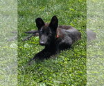 Small #2 German Shepherd Dog