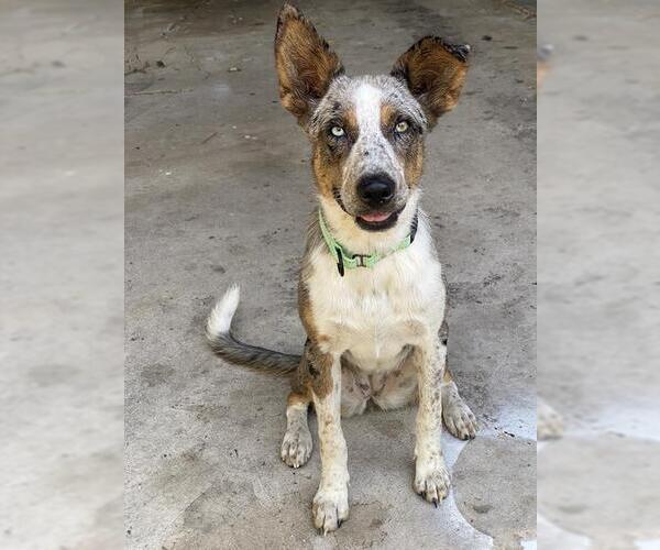 Medium Photo #1 Australian Shepherd-Catahoula Leopard Dog Mix Puppy For Sale in San Antonio, TX, USA