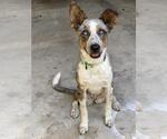 Small Australian Shepherd-Catahoula Leopard Dog Mix