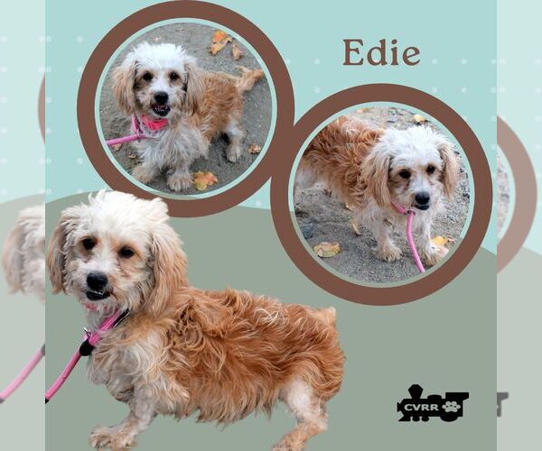 Medium Photo #1 Lhasa-Poo Puppy For Sale in Lindsay, CA, USA