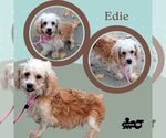 Edie (Ritzy) - Female Lhasa-Poo Dog for Adoption - Small photo