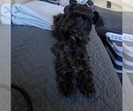 Small Photo #1 Schnauzer (Miniature) Puppy For Sale in MANSFIELD, TX, USA
