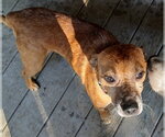 Small Feist Terrier Mix