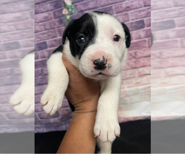 Medium Photo #1 Bulldog-Unknown Mix Puppy For Sale in Lakewood, CO, USA