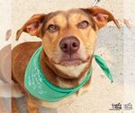 Small #8 Retriever  Mix