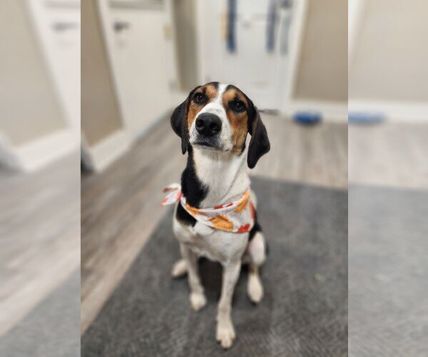 Medium Photo #2 Mutt Puppy For Sale in Emmett, ID, USA