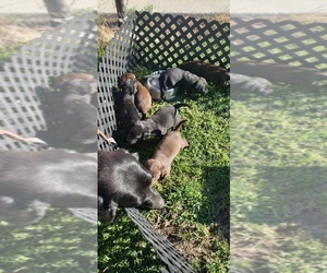 Labrador Retriever Puppy for sale in MACKSBURG, IA, USA