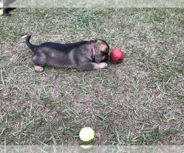 Medium Photo #4 German Shepherd Dog Puppy For Sale in ZEPHYRHILLS, FL, USA
