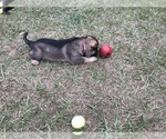 Small Photo #4 German Shepherd Dog Puppy For Sale in ZEPHYRHILLS, FL, USA