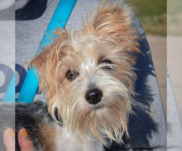 Medium Photo #5 Mutt Puppy For Sale in Huntley, IL, USA