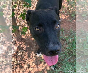 Labrador Retriever-Unknown Mix Dogs for adoption in Canton, CT, USA