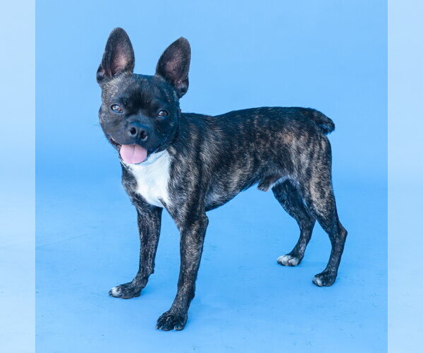Medium Photo #2 Boston Terrier Puppy For Sale in Pasadena, CA, USA