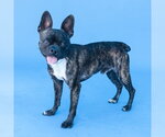 Small #1 Boston Terrier