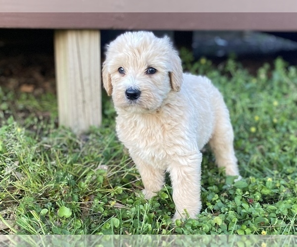 Medium Photo #2 Labradoodle Puppy For Sale in CANON, GA, USA