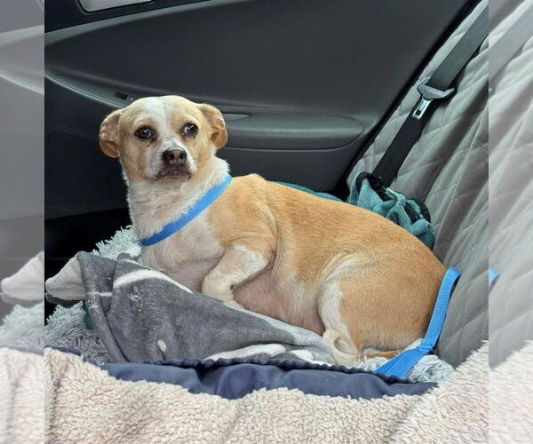 Medium Photo #2 Chihuahua-Unknown Mix Puppy For Sale in Hayward, CA, USA