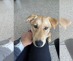 Small #7 Labrador Retriever Mix