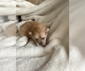 Pomeranian Puppy for sale in HUBERT, NC, USA