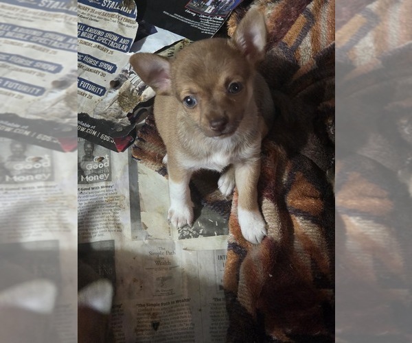 Medium Photo #1 Chihuahua Puppy For Sale in SPOTSYLVANIA, VA, USA