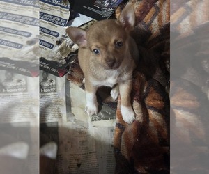 Chihuahua Puppy for sale in SPOTSYLVANIA, VA, USA