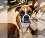 Sophie - Female Boxer Dog for Adoption - Small photo