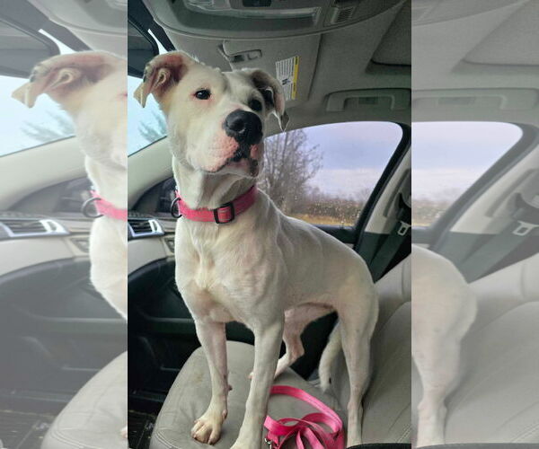 Medium Photo #14 Boxer-Unknown Mix Puppy For Sale in Germantown, OH, USA