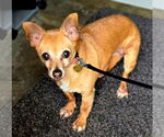 Small #1 Chihuahua Mix