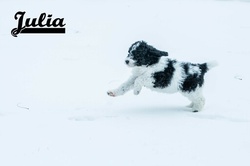 Medium Photo #17 Labradoodle-Poodle (Standard) Mix Puppy For Sale in SAINT CLOUD, MN, USA