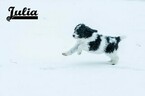 Small Photo #17 Labradoodle-Poodle (Standard) Mix Puppy For Sale in SAINT CLOUD, MN, USA
