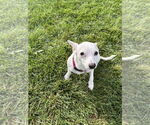 Small #4 Chihuahua Mix