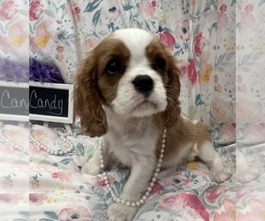 Cavalier King Charles Spaniel Puppy for sale in ABILENE, TX, USA
