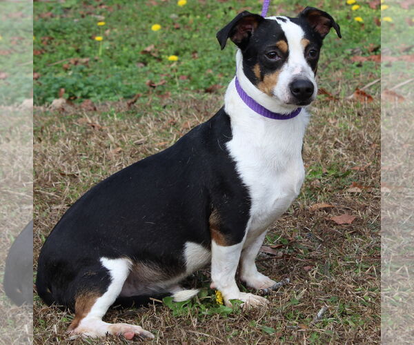 Medium Photo #2 Toy Rat Doxie Puppy For Sale in Prattville, AL, USA