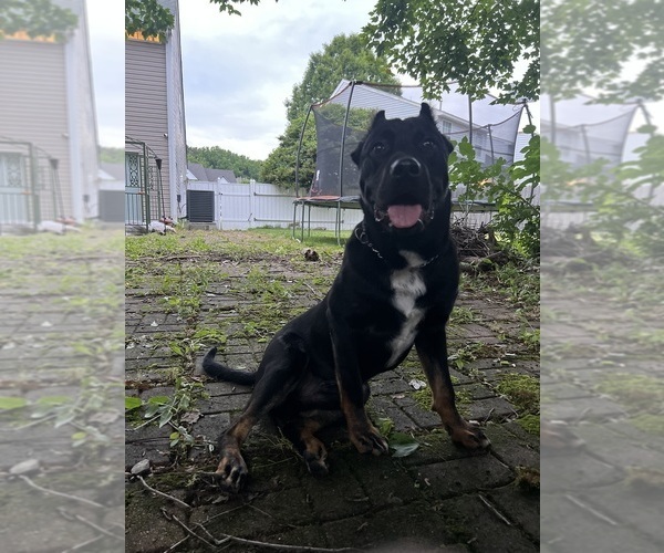 Medium Photo #1 America Bandogge Mastiff Puppy For Sale in SNELLVILLE, GA, USA