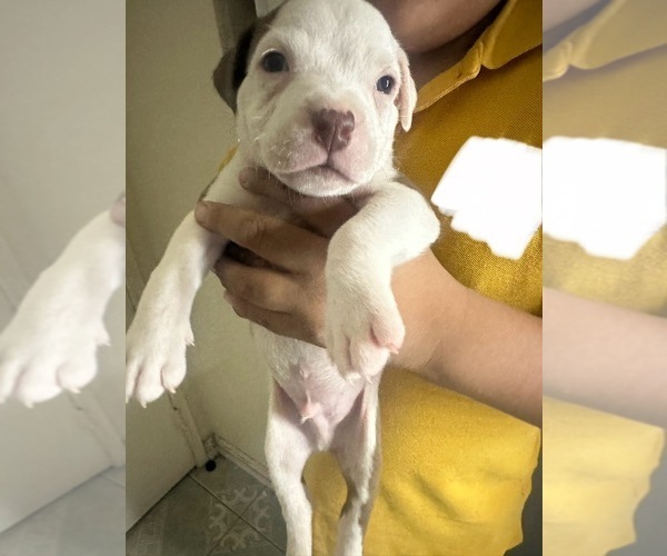 Medium Photo #1 American Pit Bull Terrier Puppy For Sale in LOS ANGELES, CA, USA
