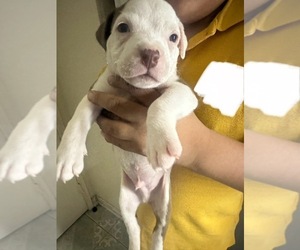 Saint Bernard Puppy for sale in LOS ANGELES, CA, USA