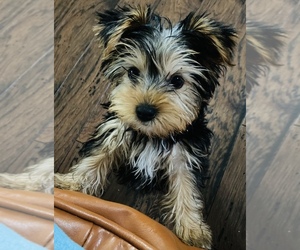Yorkshire Terrier Puppy for sale in INDIANAPOLIS, IN, USA