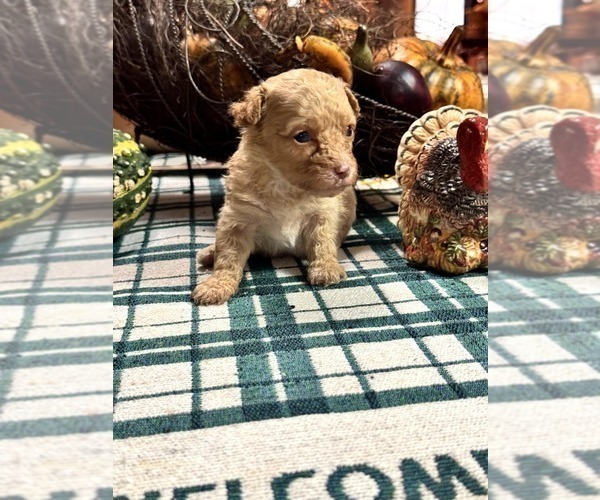 Medium Photo #1 Yorkipoo Puppy For Sale in BOWLING GREEN, KY, USA